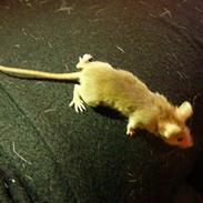 Mus Liller R.I.P d.06/12-2010