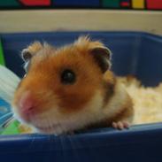 Hamster hamster