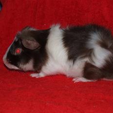 Marsvin Ivanhoe Von Holt