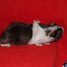 Marsvin Ivanhoe Von Holt