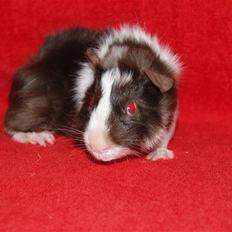 Marsvin Ivanhoe Von Holt