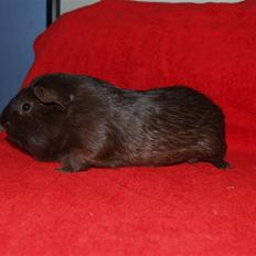 Marsvin Flames Flemming