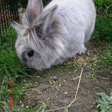 Kanin Tobby | Død D. 02-10-08 |