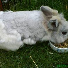 Kanin Tobby | Død D. 02-10-08 |