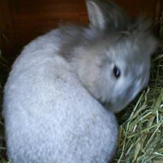 Kanin Tobby | Død D. 02-10-08 |