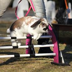 Kanin Rubin's Talaia Lavina