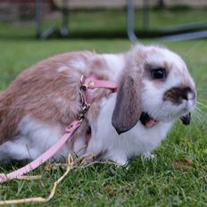 Kanin Rubin's Talaia Lavina