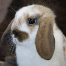 Kanin Rubin's Talaia Lavina