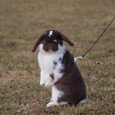 Kanin Wind's Mr Yankie Tankie