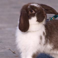 Kanin Wind's Mr Yankie Tankie