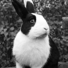 Kanin | Django R.I.P.