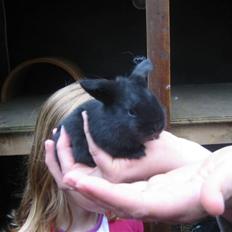 Kanin Bandit † R.I.P.†