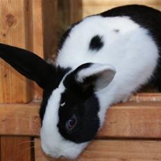 Kanin | Django R.I.P.