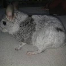 Chinchilla Nielsens Oliver