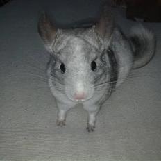 Chinchilla Nielsens Oliver