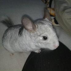 Chinchilla Nielsens Oliver