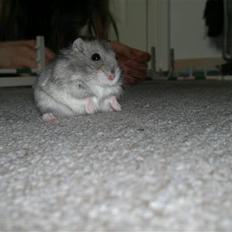 Dværghamster Grønnebæk's Nico - Gået bort