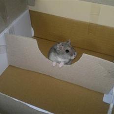 Dværghamster Grønnebæk's Nico - Gået bort