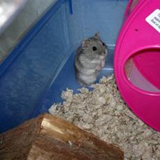 Dværghamster Grønnebæk's Nico - Gået bort