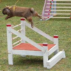 Kanin Winds Ch. Fido Dido Boy