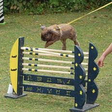 Kanin Winds Ch. Fido Dido Boy