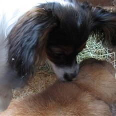 Kanin † Hidalgo † - Nu far <3 