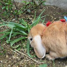 Kanin † Hidalgo † - Nu far <3 