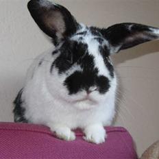 Kanin † Pixi † - Givet væk <3