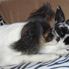 Kanin † Pixi † - Givet væk <3