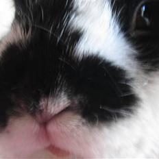 Kanin † Pixi † - Givet væk <3