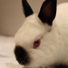 Kanin White Russian "Hermelin"