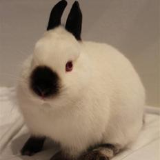 Kanin White Russian "Hermelin"