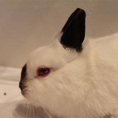 Kanin White Russian "Hermelin"