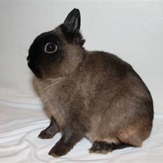 Kanin Solen´s Kalle Stropp RIP