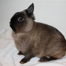 Kanin Solen´s Kalle Stropp RIP