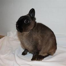 Kanin Solen´s Kalle Stropp RIP