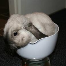 Kanin Donald "Dværgvædder"