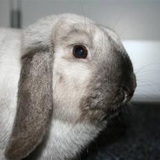 Kanin Donald "Dværgvædder"