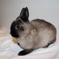 Kanin Mercedes "Hermelin" *SOLGT*