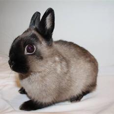 Kanin Mercedes "Hermelin" *SOLGT*