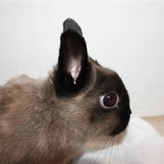 Kanin Mercedes "Hermelin" *SOLGT*