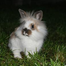 Kanin Chang (Chantal)