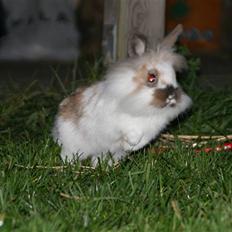 Kanin Chang (Chantal)