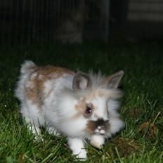 Kanin Chang (Chantal)