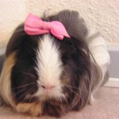 Marsvin Totte <3 (DØD)