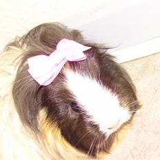 Marsvin Totte <3 (DØD)