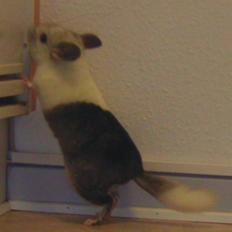 Chinchilla Bebsen <3 (DØD)