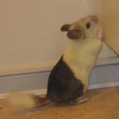 Chinchilla Bebsen <3 (DØD)