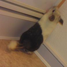 Chinchilla Bebsen <3 (DØD)