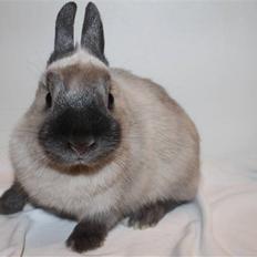 Kanin Sølvpil Hermelin *SOLGT*